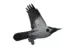 Чучело Sport Plast FLCR31-10 ворона серая летящая