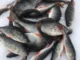 Балансир Rapala Jigging Rap W02