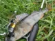Слаги плав. Lucky John Pro Series Ultraworm 2.0 in