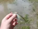 Мотыль Berkley PoverBait Micro Blood Worms