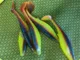 Виброхвосты LJ Pro Series Roach Paddlr Tail 3.5 in