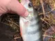 Воблер ZipBaits Khamsin Jr. SR